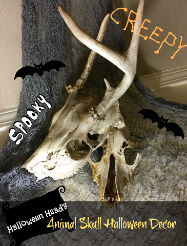 animal skull decor